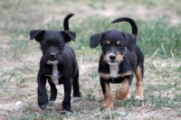 /album/allatok-a-kedvencek/vad-kutya-tamadas-2-jpg/